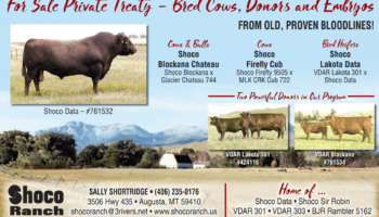 Private Treaty – Bred Cows, Donors and Embryos